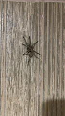 Dolichothele exilis