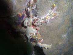 Camposcia retusa