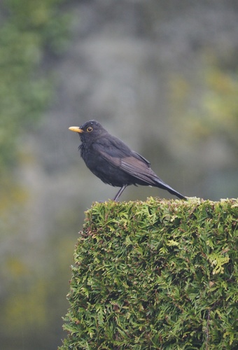Amsel