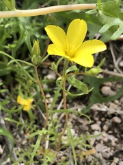 Mentzelia jonesii