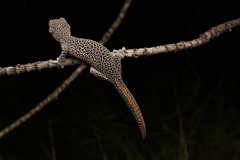 Strophurus taenicauda taenicauda