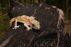 Lucasium steindachneri