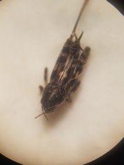 Ellipes minuta