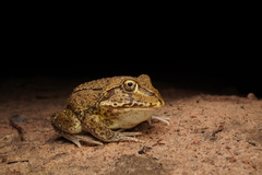 Ranoidea novaehollandiae