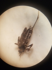 Ellipes minuta