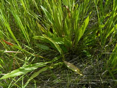 Senecio hydrophiloides