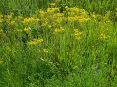 Senecio hydrophiloides