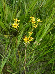 Senecio hydrophiloides