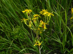 Senecio hydrophiloides