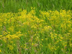 Senecio hydrophiloides