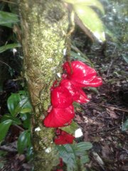 Drymonia coccinea