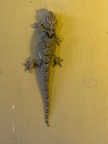 Fischer's Thick-toed Gecko