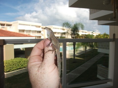 Anolis cristatellus cristatellus