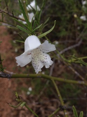 Eremophila polyclada