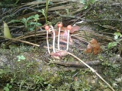 Paraisaria amazonica