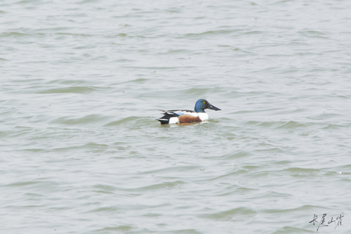 Northern Shoveler