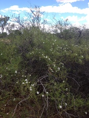 Eremophila polyclada