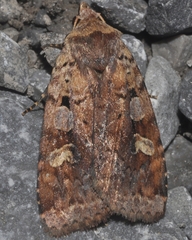 Diarsia jucunda