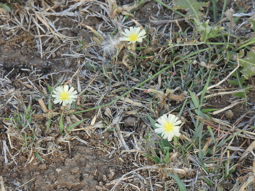 Launaea nudicaulis, photograph 3
