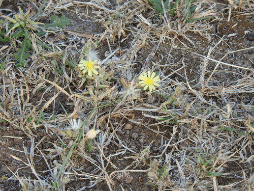 Launaea nudicaulis, photograph 2