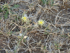 Launaea nudicaulis, photograph author not stated, no rights reserved