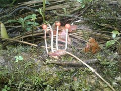 Paraisaria amazonica