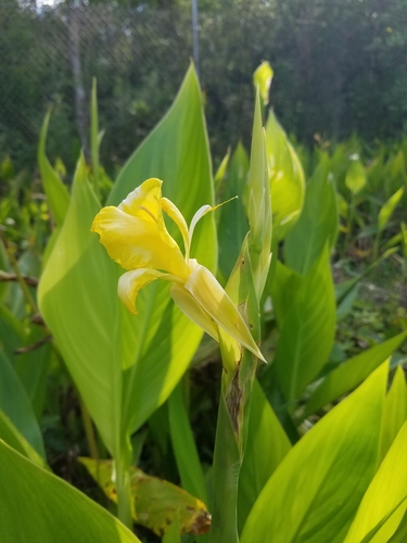Bandanna of the Everglades (Canna flaccida)