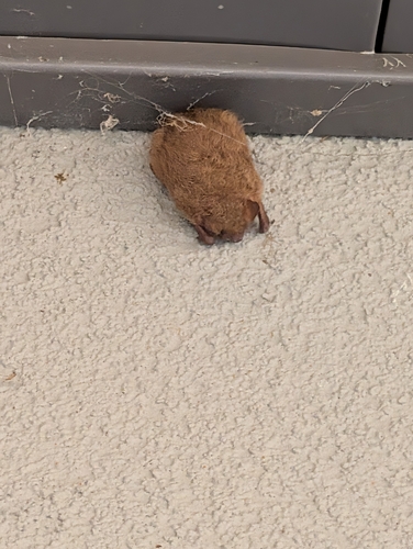 Tricolored Bat observed by daves_biosphere