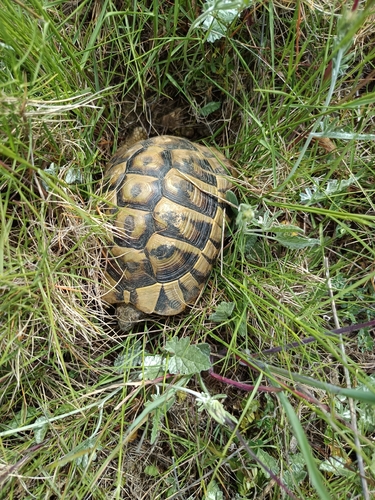 Testudo hermanni
