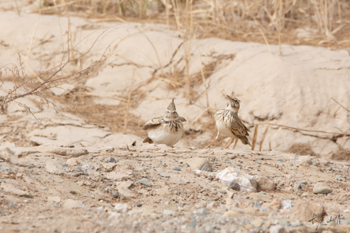 Crested Lark