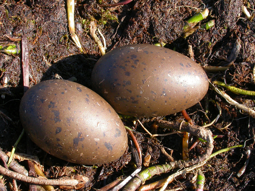 Pacific Loon, photo 9 of 9