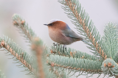 Crested Tit-Warbler photo 3