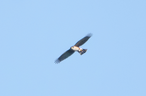 Sharp-shinned Hawk