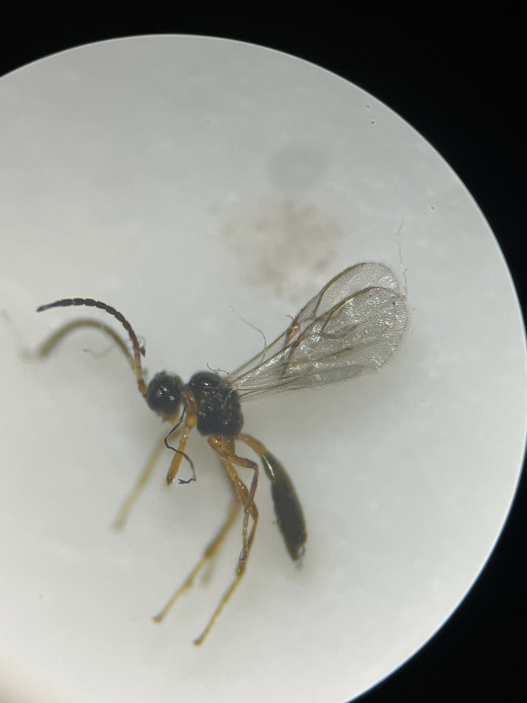 Aphidius matricariae