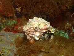 Dardanus lagopodes