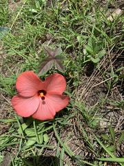 Abelmoschus moschatus tuberosus