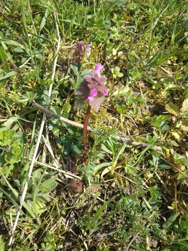red deadnettle