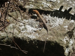 Anolis mccraniei