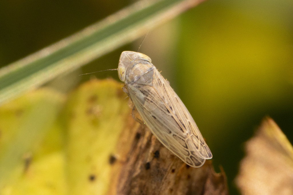 Psammotettix lividellus