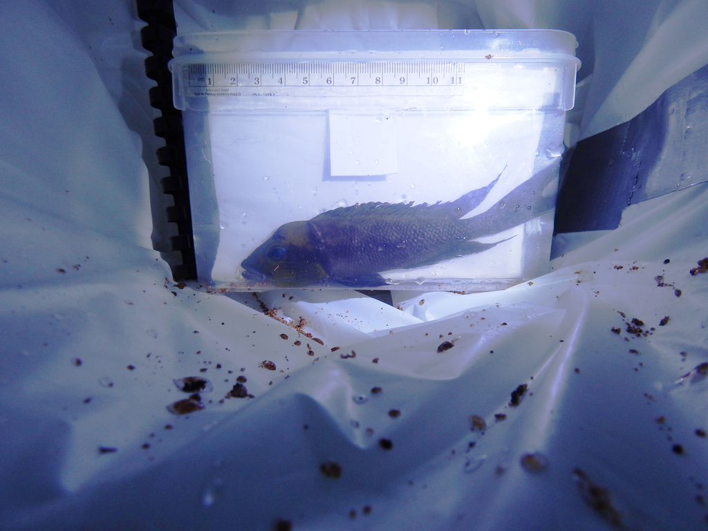 Forktail cichlid (Neolamprologus furcifer) — Cichlidae