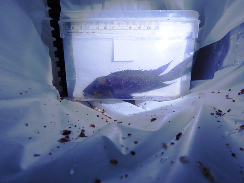 Neolamprologus furcifer