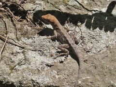 Anolis mccraniei