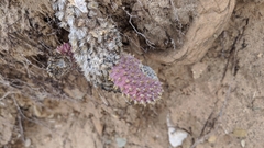 Opuntia aurea