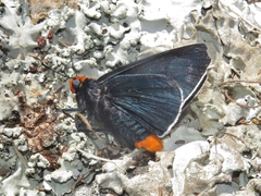 Pyrrhopyge charybdis