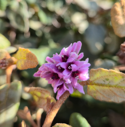 Lasiopetalum discolor, photograph 1