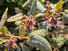 Lasiopetalum discolor, photograph (c) Eamonn Culhane, some rights reserved (CC BY)