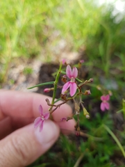 Stylidium ornatum