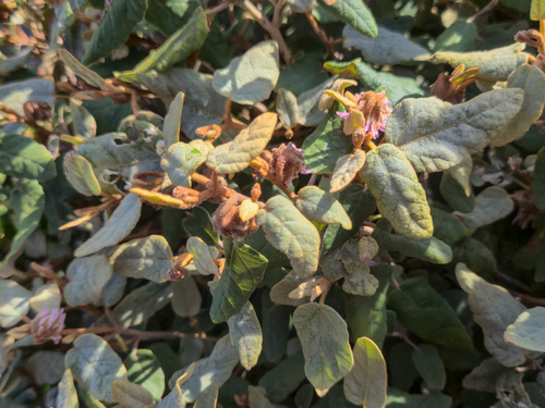 Lasiopetalum discolor, photograph 3
