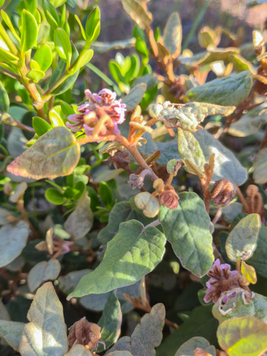 Lasiopetalum discolor, photograph 4