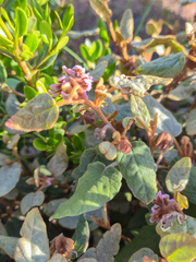 Lasiopetalum discolor, photograph (c) Eamonn Culhane, some rights reserved (CC BY)